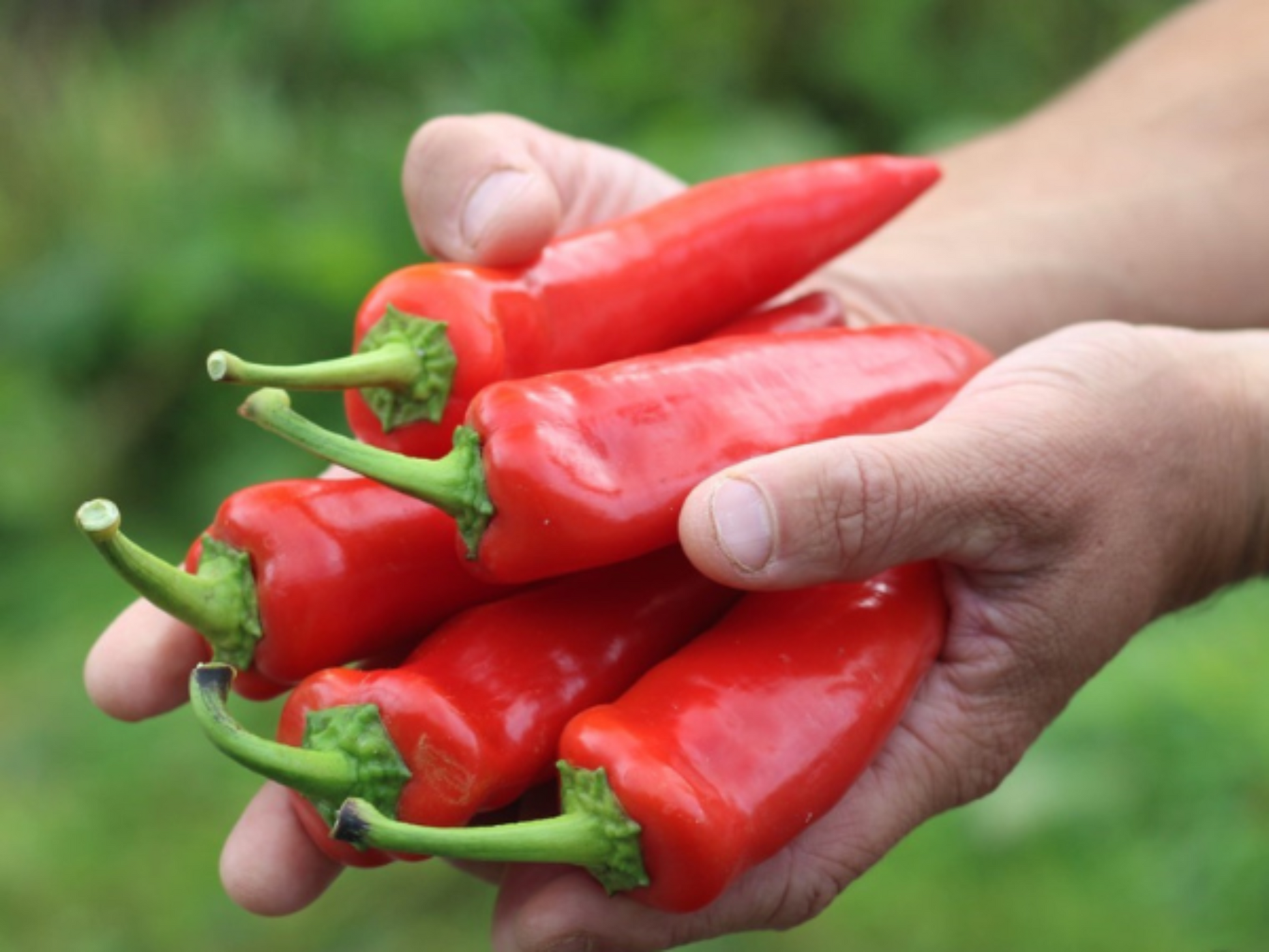 Hungarian Hot Pepper Seeds Spicy Pepper Cultivation Graines de piment hongrois Culture de piment épicé