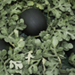 Black Diamond Watermelon plant with its fruit Plante de pastèque Black Diamond avec ses fruits