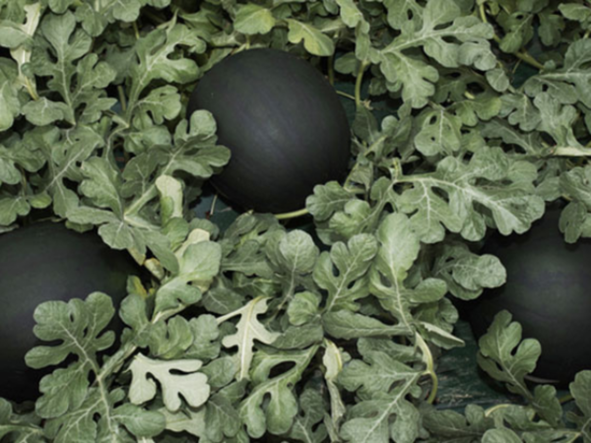 Black Diamond Watermelon plant with its fruit Plante de pastèque Black Diamond avec ses fruits