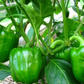 California Wonder green pepper seeds for planting California Wonder graines de poivre vert pour la plantation