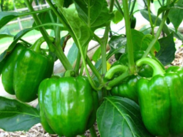California Wonder green pepper seeds for planting California Wonder graines de poivre vert pour la plantation