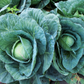 Fast-growing cabbage Chou à croissance rapide
