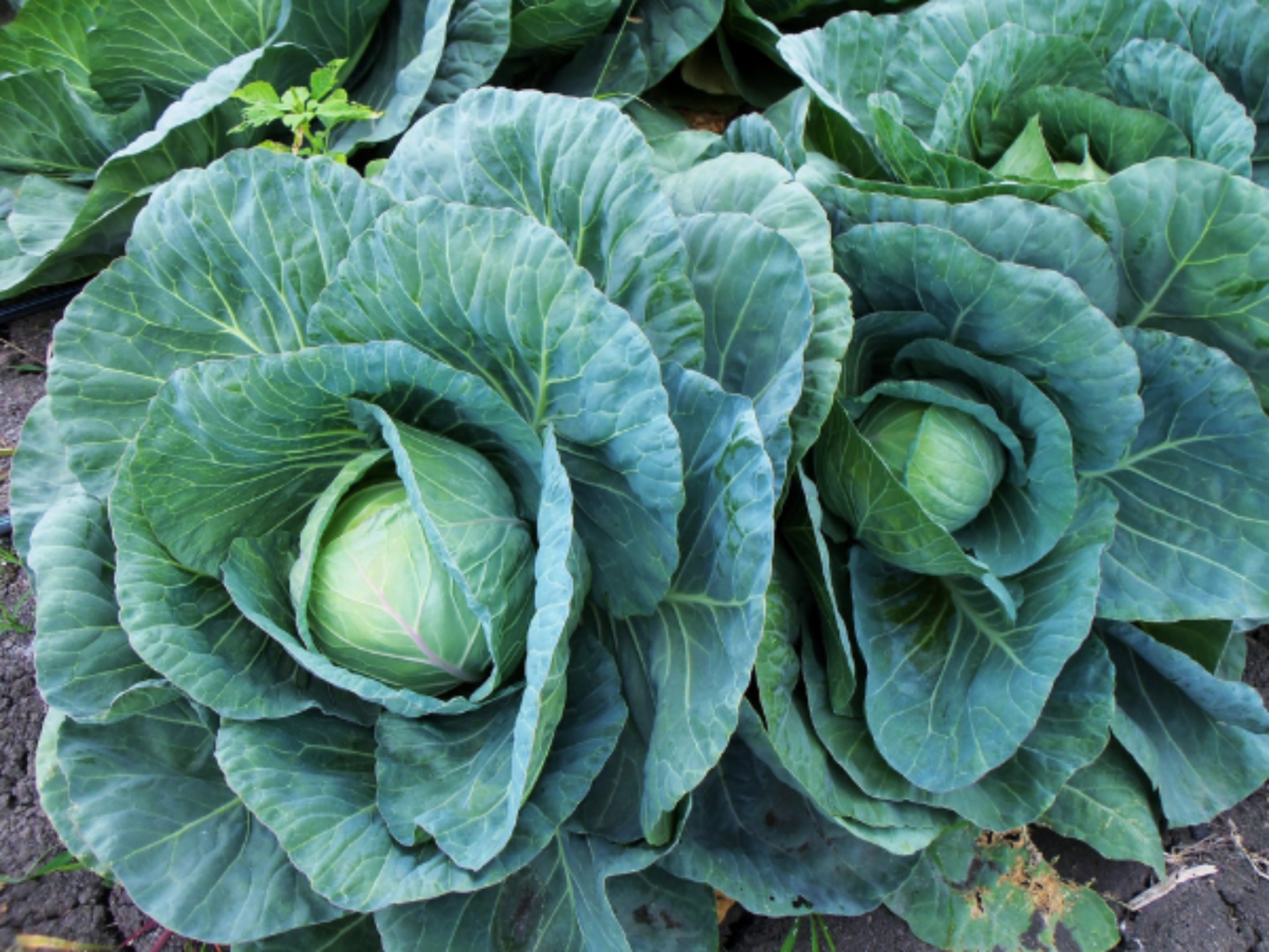 Fast-growing cabbage Chou à croissance rapide