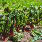 Healthy Rhubarb Swiss Chard plants in the garden Rhubarbe saine Plantes de Charde Suisse dans le jardin
