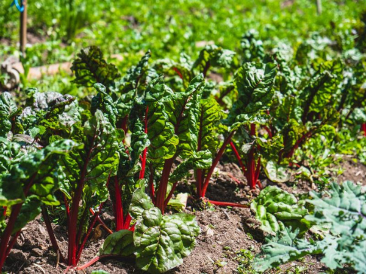 Healthy Rhubarb Swiss Chard plants in the garden Rhubarbe saine Plantes de Charde Suisse dans le jardin