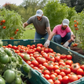 Large Tomato Variety Grande variété de tomates