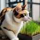 Organic Cat Grass Seed