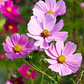 Cosmos flower seeds in a colorful blend. Graines de fleurs de cosmos dans un mélange coloré.