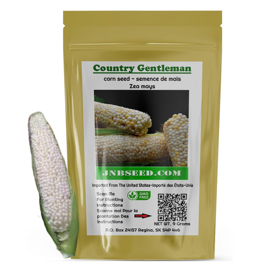 Country Gentleman Sweet Corn Seed for Planting. Semence de maïs sucré Country Gentleman pour la plantation.