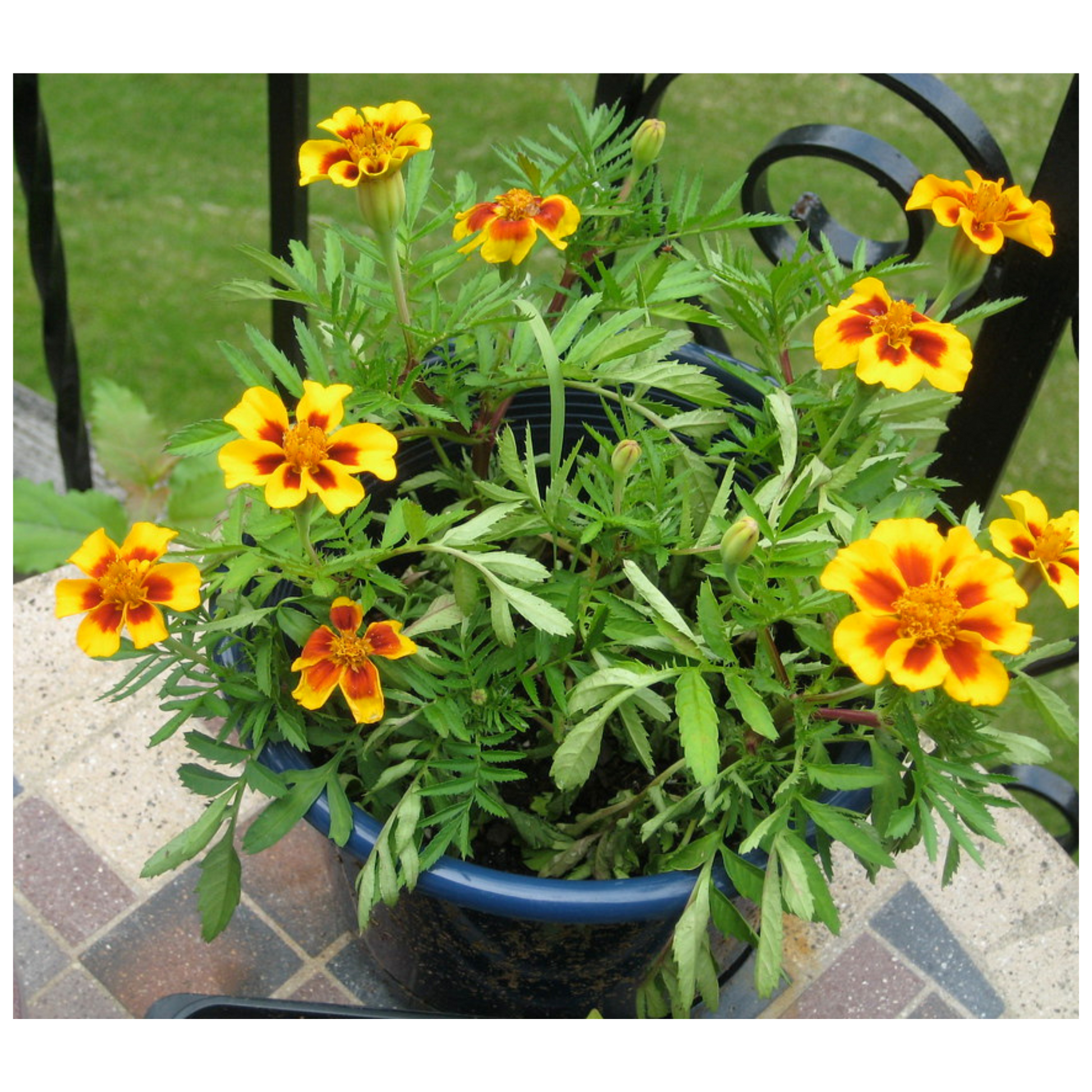 Stunning display of yellow mahogany-red flowers. Superbe étalage de fleurs jaunes rouge acajou.