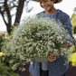 Annual Baby's Breath Flower Seeds