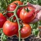 Heirloom Tomato Close-Up Gros plan sur les tomates anciennes