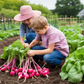 kids having fun harvesting Champion radish in vegetable garden les enfants s'amusent à récolter le radis Champion dans le potager