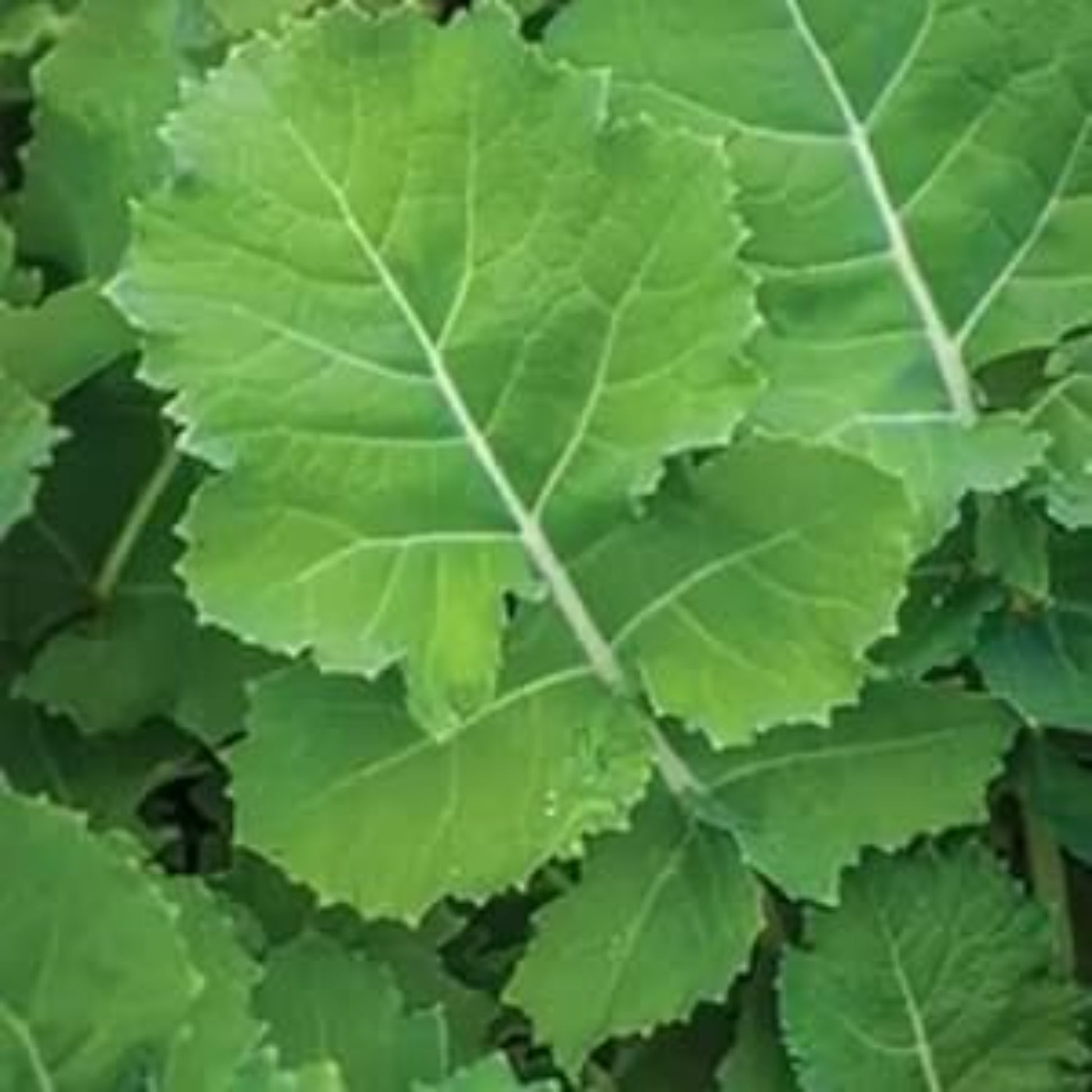 Close-up of vibrant green premier kale leaves Gros plan de feuilles de chou de chou vert vibrant