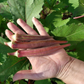 Admiring the Stunning Red Burgundy Okra and its Plants Admirant l'Okra de Bourgogne Rouge et ses plantes