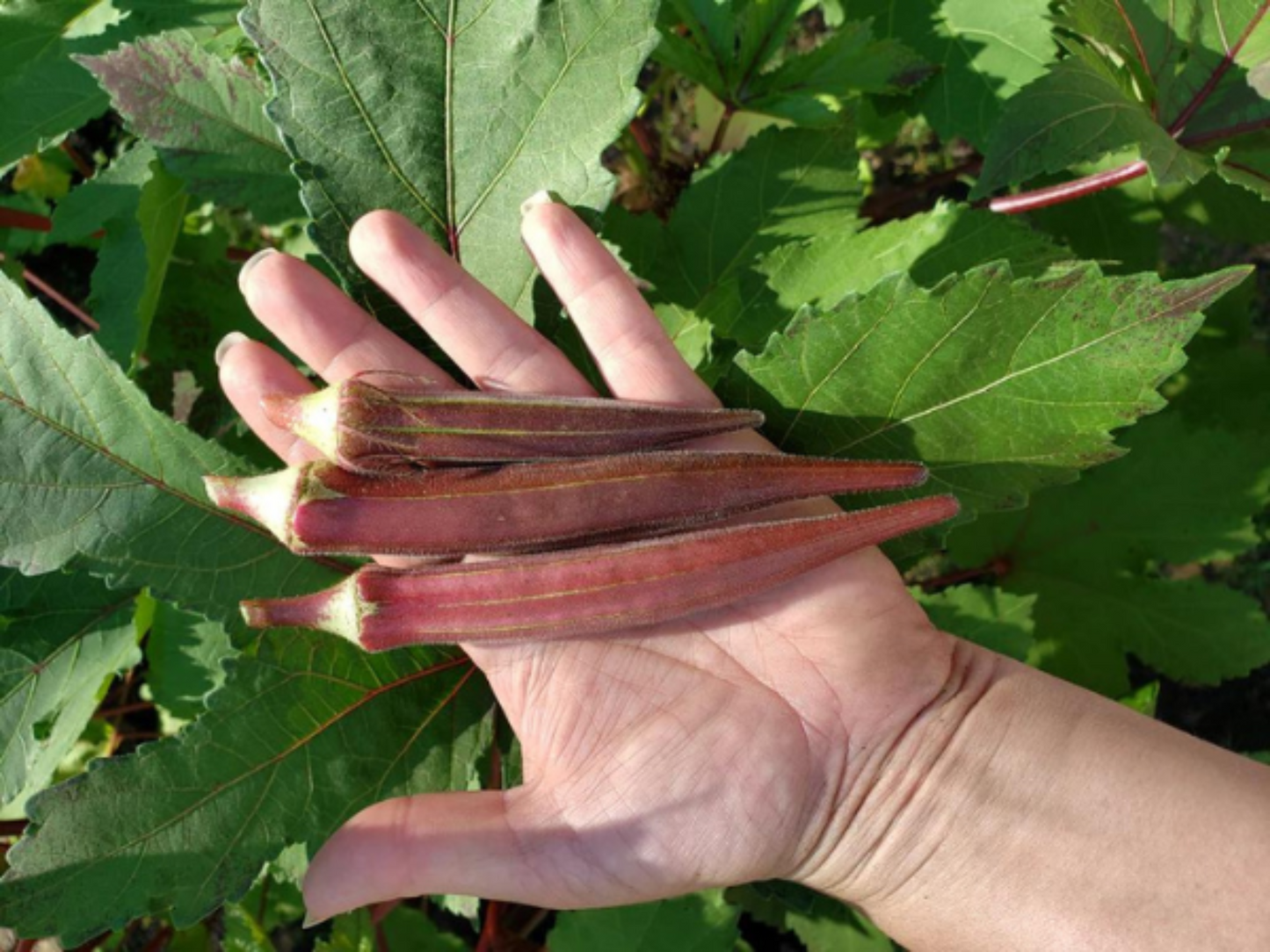 Admiring the Stunning Red Burgundy Okra and its Plants Admirant l'Okra de Bourgogne Rouge et ses plantes