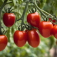 Roma VF Tomatoes on its stem Roma VF Tomates sur sa tige