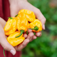 Vibrant and hot peppers for your garden Lemon Habanero Piments vibrants et piquants pour votre jardin Citron Habanero