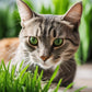 Organic Cat Grass Seed