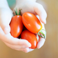 A hand holding small Roma VF Tomatoes Une main tenant de petites tomates roms VF