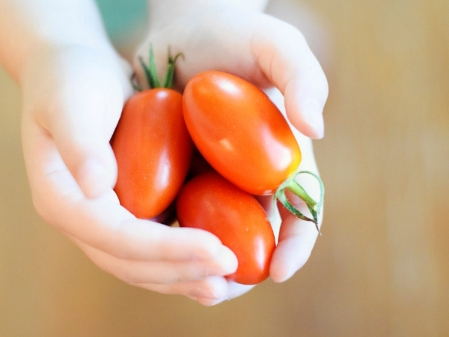 A hand holding small Roma VF Tomatoes Une main tenant de petites tomates roms VF