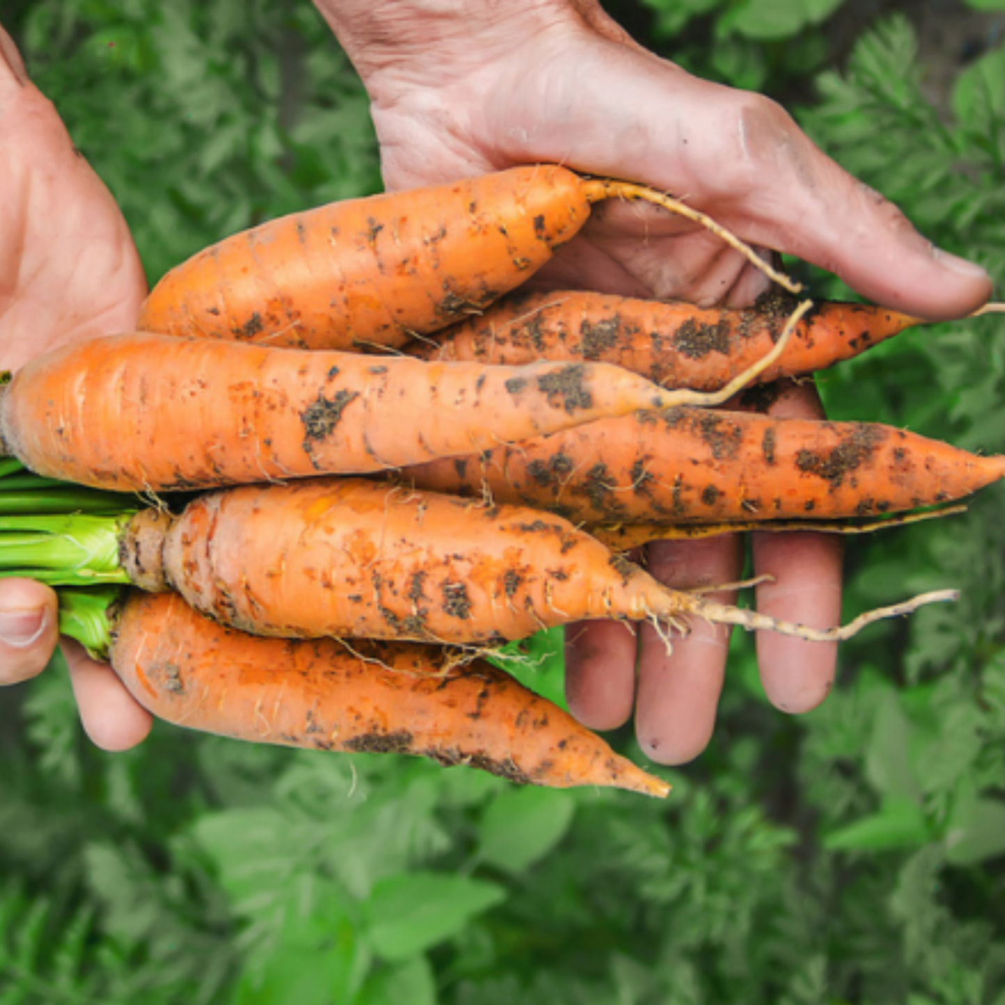 Heirloom Half Long Danvers Carrot Seeds Graines de carotte Danvers mi-longues d’héritage