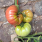 Ripe Mortgage Lifter Tomato Tomate levée d'hypothèque mûre