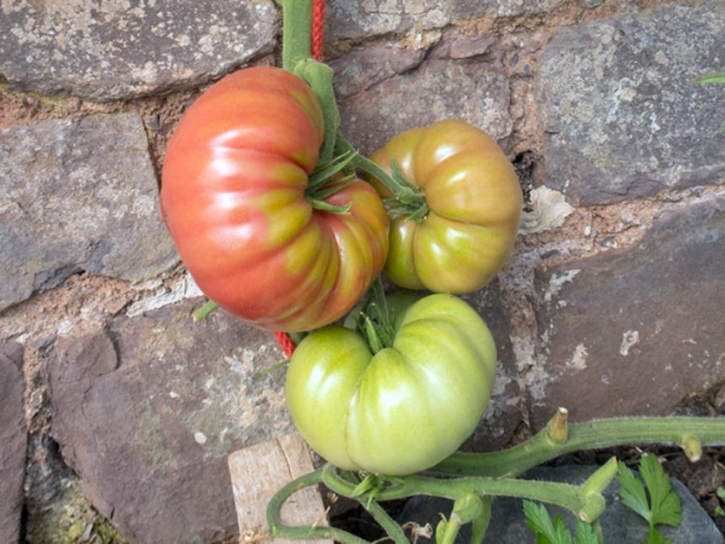 Ripe Mortgage Lifter Tomato Tomate levée d'hypothèque mûre