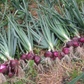 Red Burgundy Onion Seeds - Ideal for Enthusiasts Graines d'oignon rouge de Bourgogne - Idéales pour les passionnés