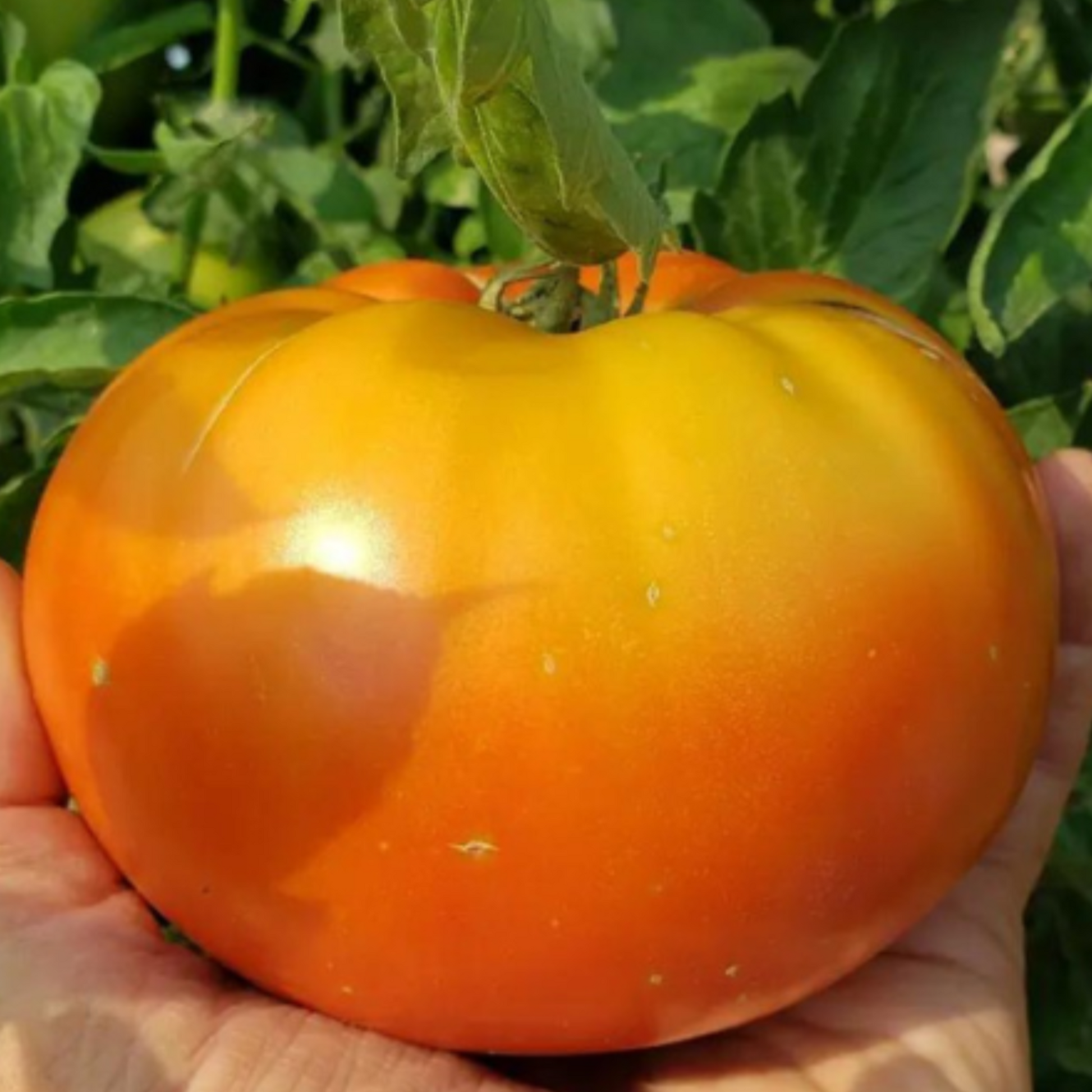 Sow Your Future Harvest with Golden Jubilee Tomato Seeds Semez votre future récolte avec des graines detomates Golden Jubilee