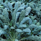 Close-up of Lacinato kale's blue-green leaves Gros plan des feuilles bleu-vert du chou frisé Lacinato