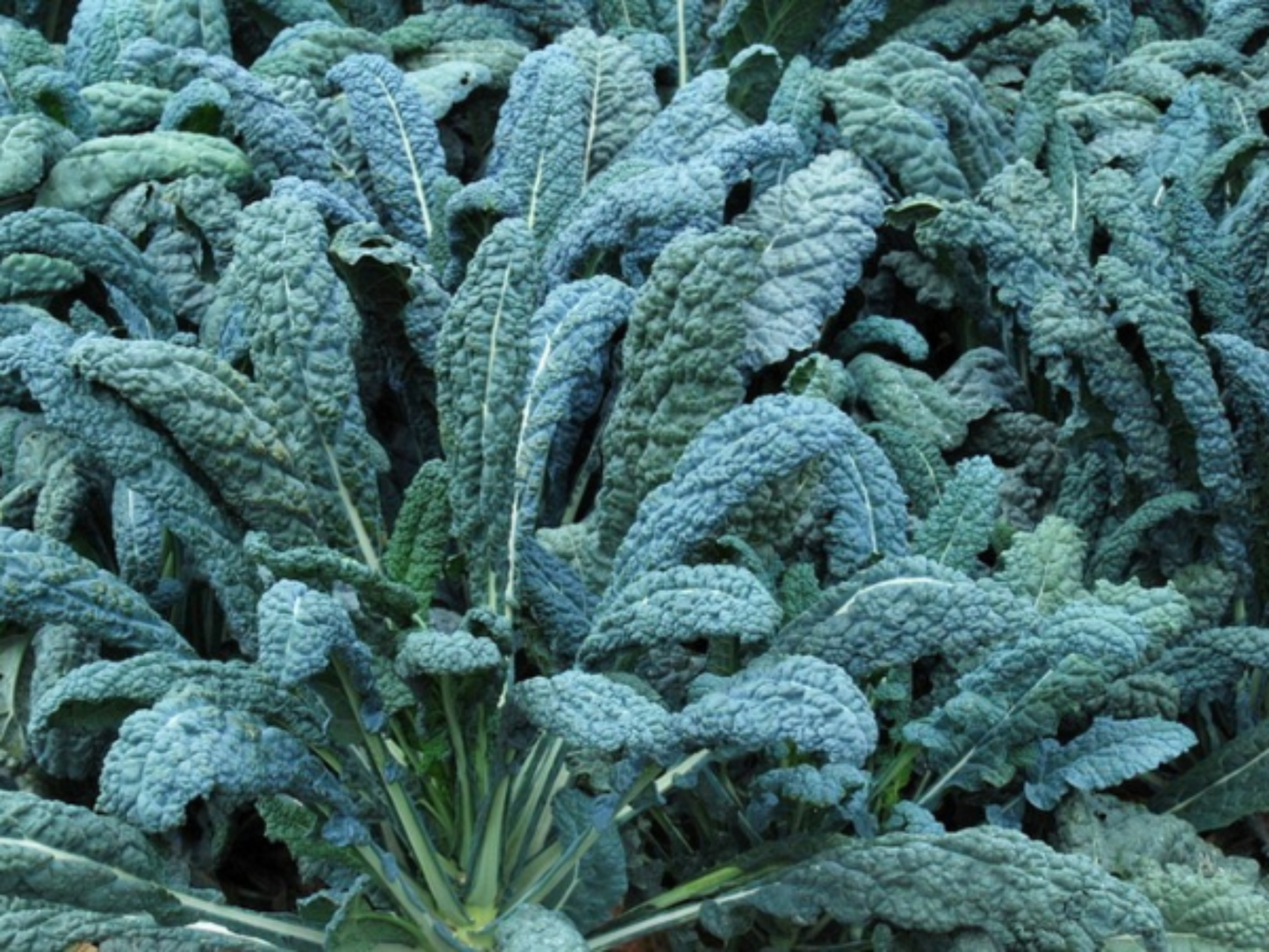 Close-up of Lacinato kale's blue-green leaves Gros plan des feuilles bleu-vert du chou frisé Lacinato
