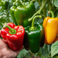 Sweet pepper seeds - California Wonder Graines de poivre doux - California Wonder