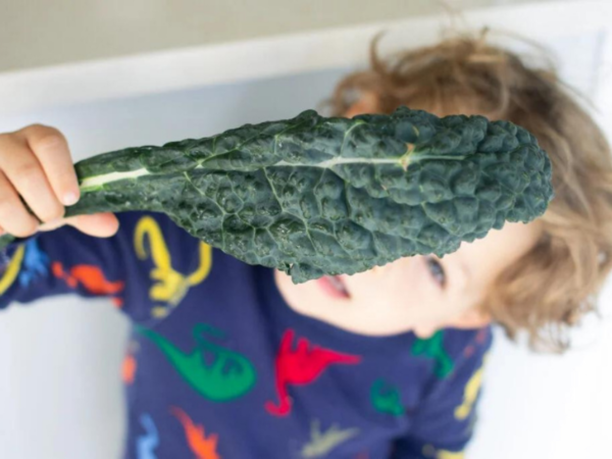 Boy picking Lacinato kale in the sunlight Garçon cueillant du chou frisé Lacinato au soleil