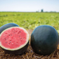 sliced and displayed Black Diamond Watermelon outside Pastèque Black Diamond tranchée et exposée à l'extérieur