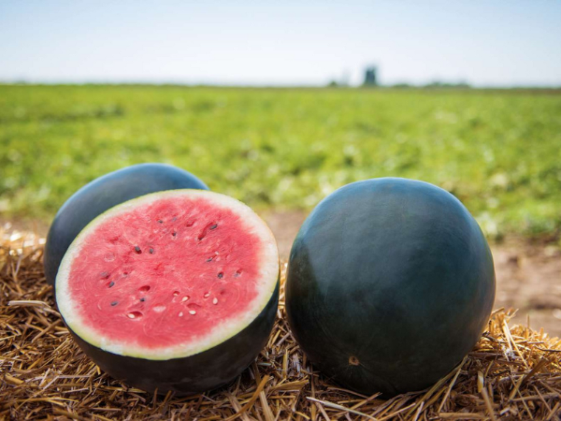sliced and displayed Black Diamond Watermelon outside Pastèque Black Diamond tranchée et exposée à l'extérieur