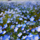 Baby Blue Eyes in Canadian meadows a floral delight Baby Blue Eyes dans les prairies canadiennes, un délice floral