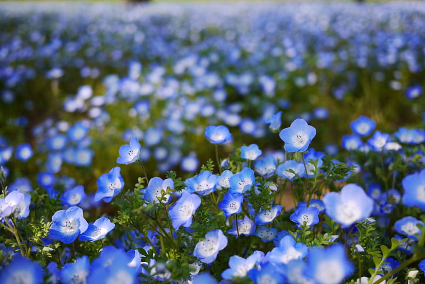 Baby Blue Eyes in Canadian meadows a floral delight Baby Blue Eyes dans les prairies canadiennes, un délice floral