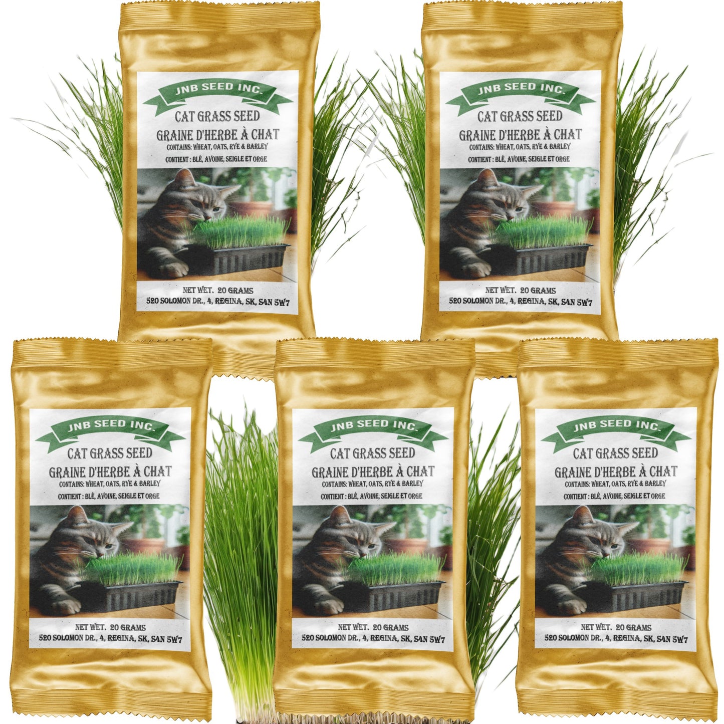 Organic Cat Grass Seed