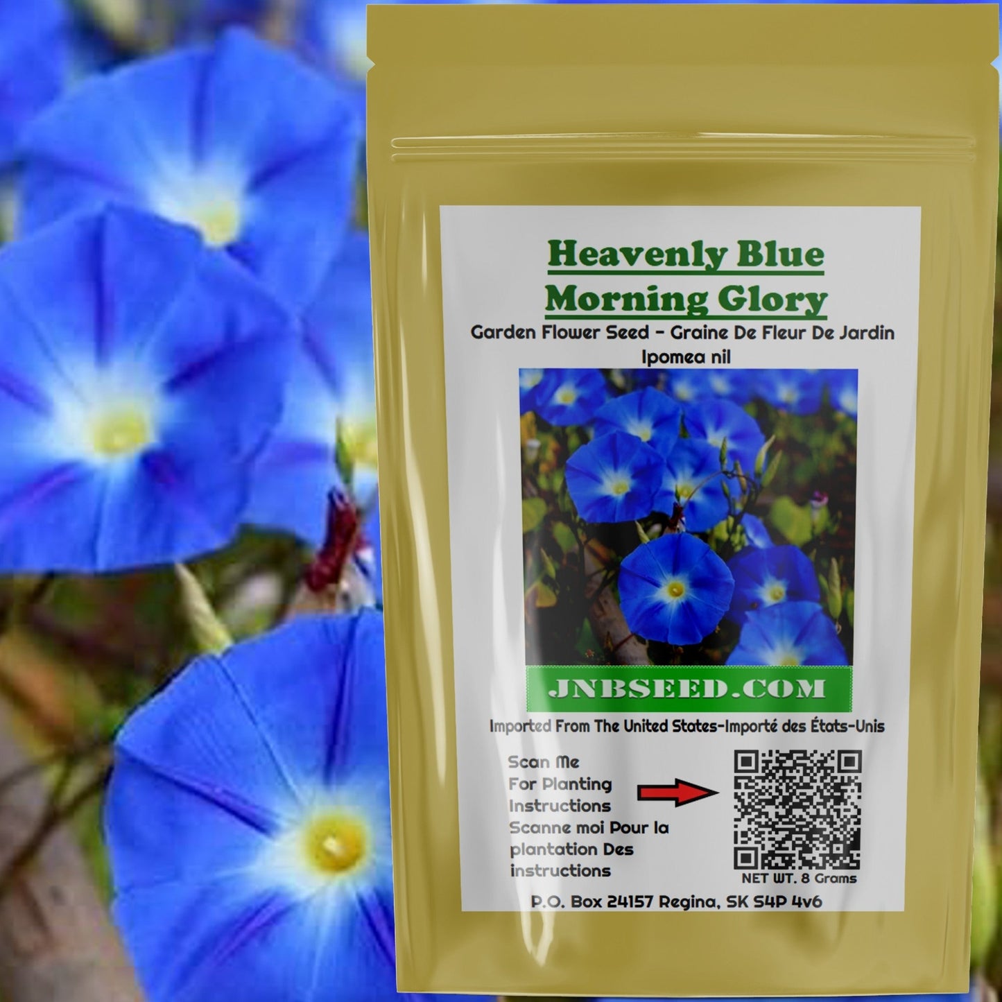 Packet of Heavenly Blue Morning Glory Seeds Paquet de graines Heavenly Blue Morning Glory