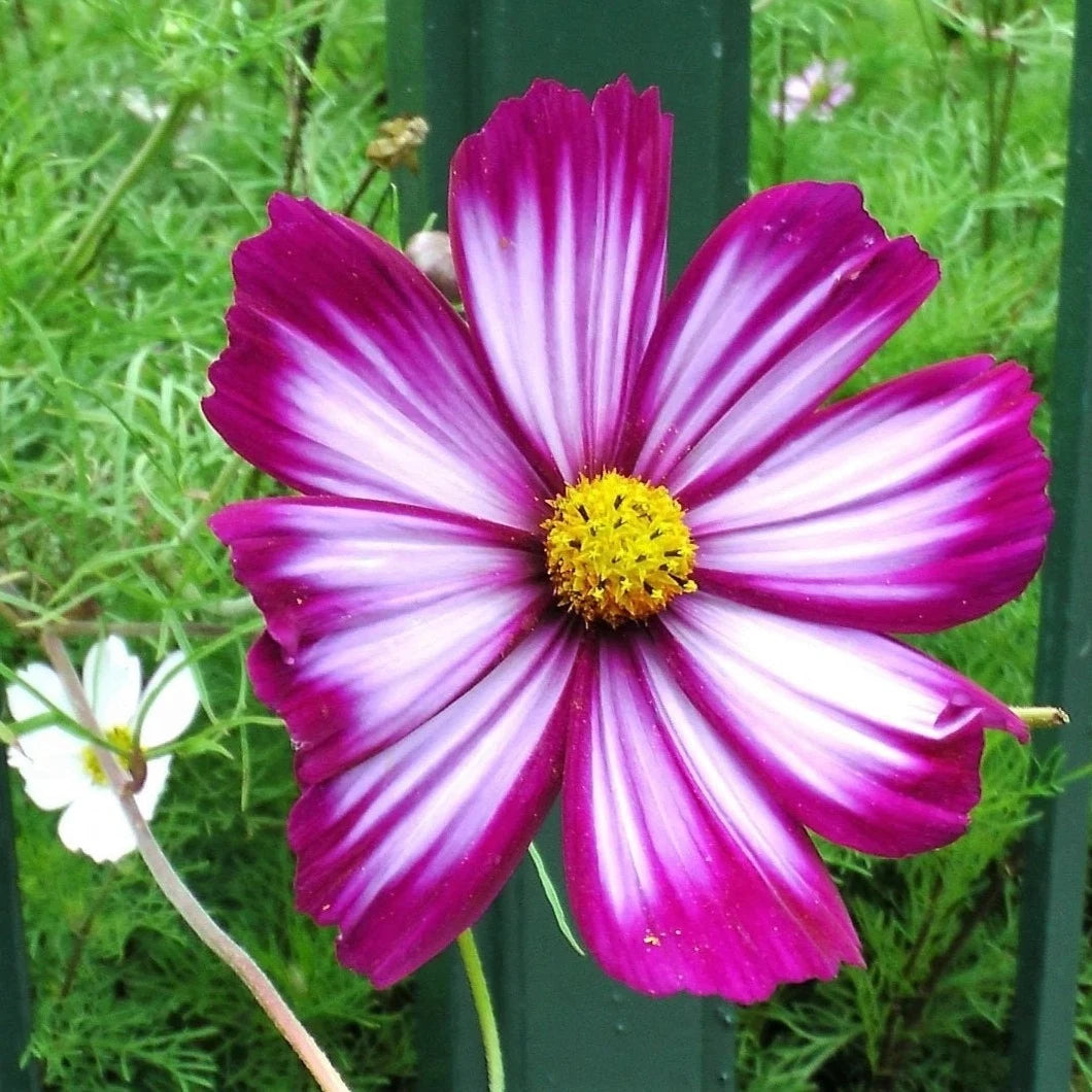 vibrant close-up view of Candystripe Cosmos Flowers vue rapprochée et vibrante des fleurs Candystripe Cosmos