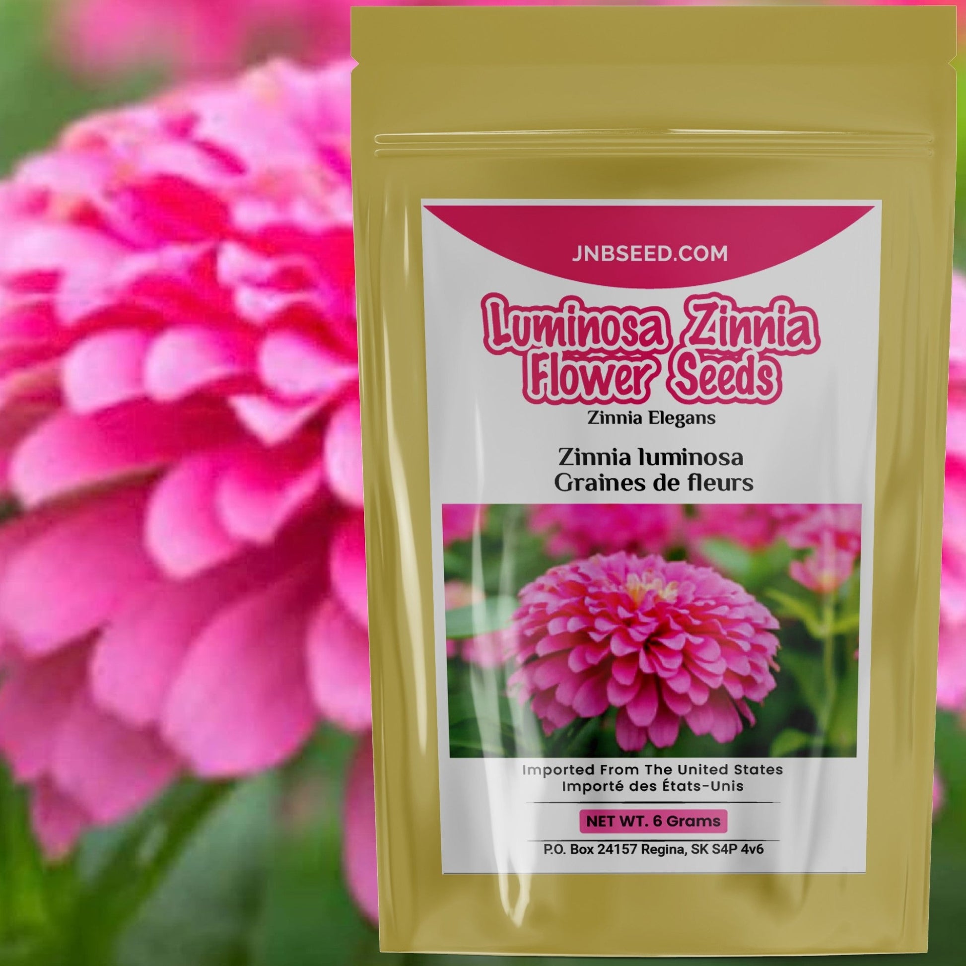 Luminosa Zinnia in a pack Luminosa Zinnia en paquet