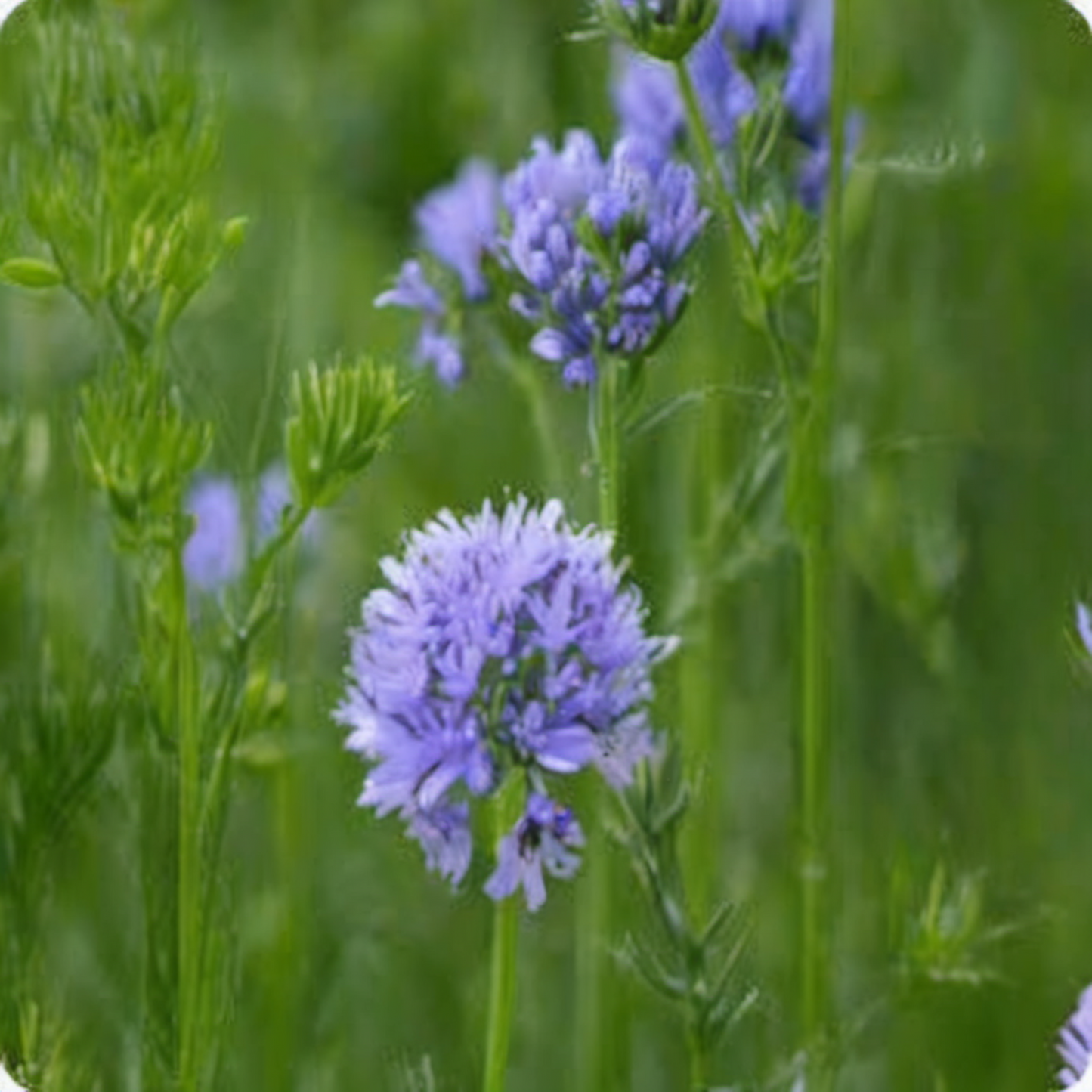 Sow Globe Gilia Seeds for Beautiful Blooms Semez les graines de Globe Gilia pour de belles fleurs