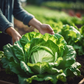 girl picking Buttercrunch lettuce in vegetable garden fille cueillant de la laitue Buttercrunch dans le potager