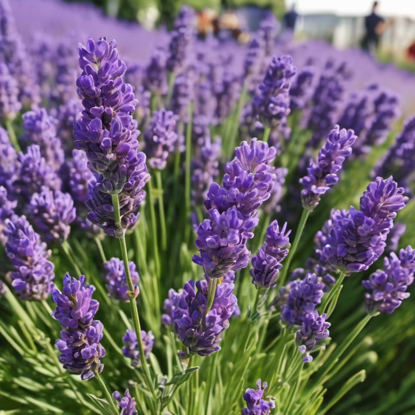 Close-up of Lavandula angustifolia 'Vera  Gros plan de Lavandula angustifolia 'Vera