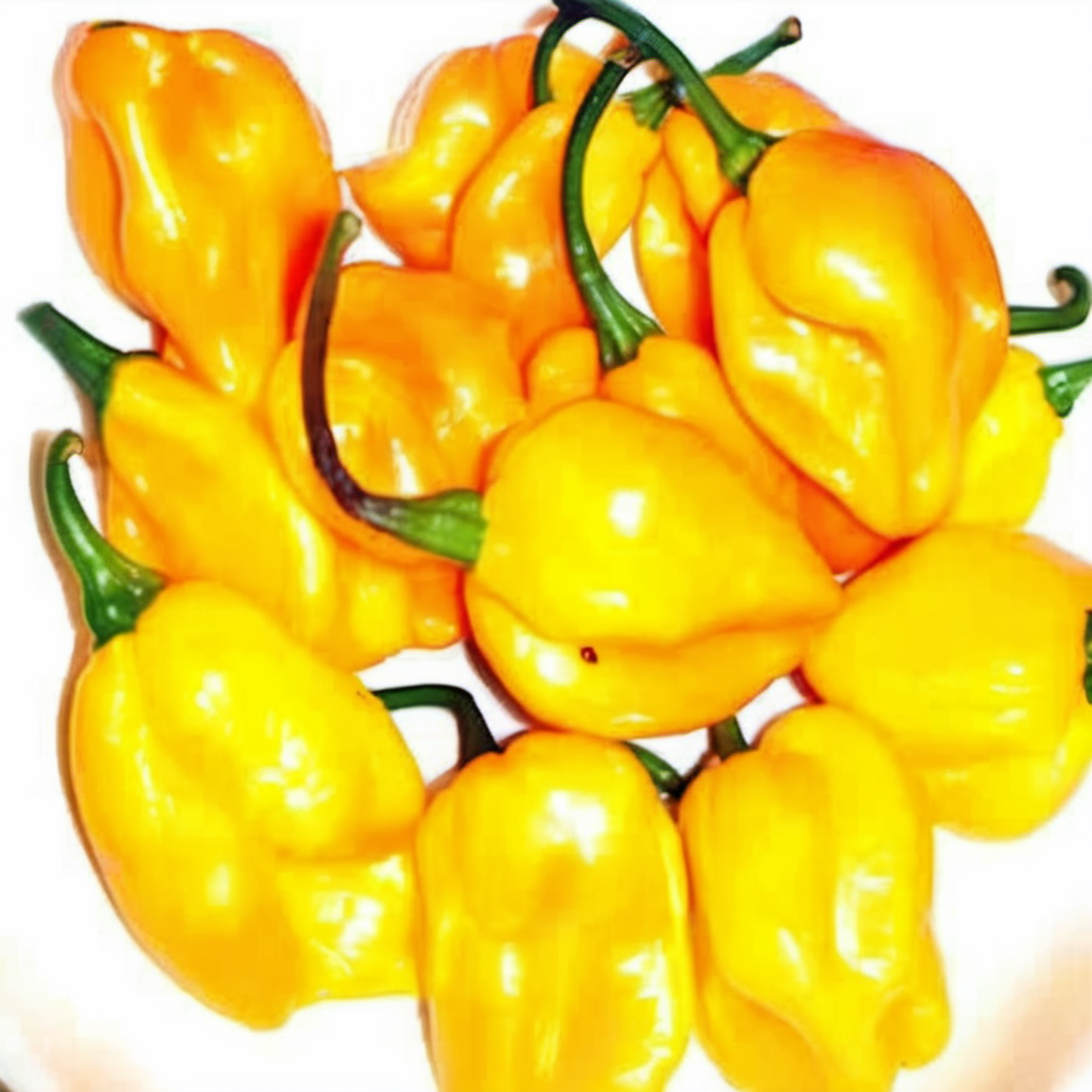 Lemon Yellow Habanero grow your own peppers Habanero jaune citron cultivez vos propres poivrons