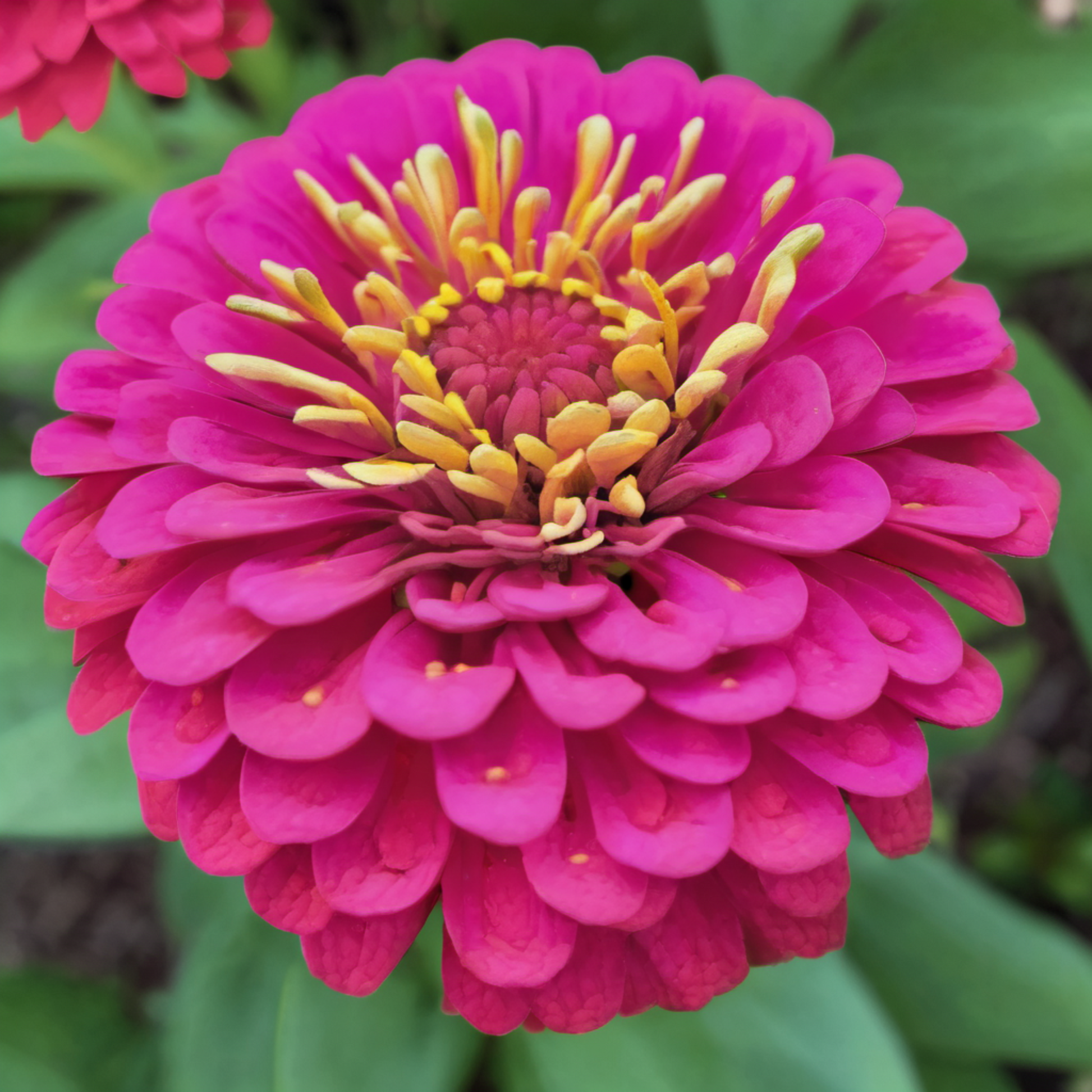 Beautiful Luminosa Zinnia flower Belle fleur de Luminosa Zinnia