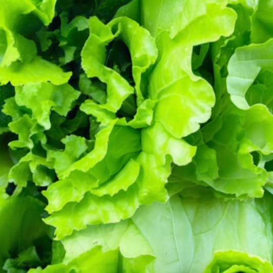 Freshly harvested Sandy oakleaf lettuce Laitue de l'oakleaf de sable fraîchement récoltée