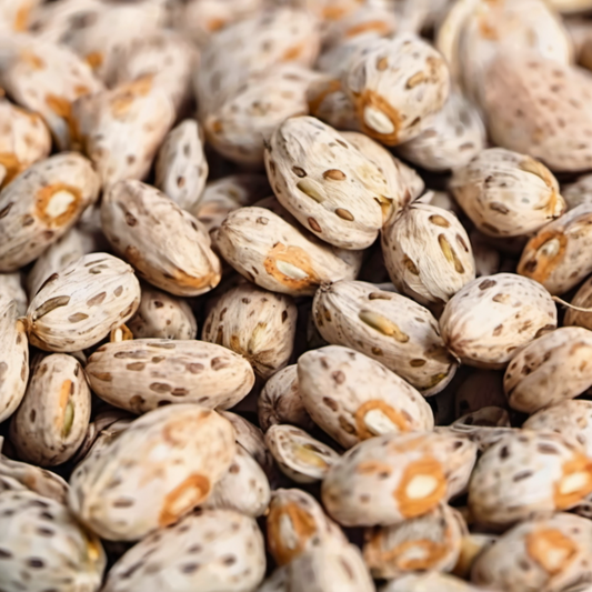 Healthy Pinto dry bean seeds Graines de haricots secs de Pinto sains 