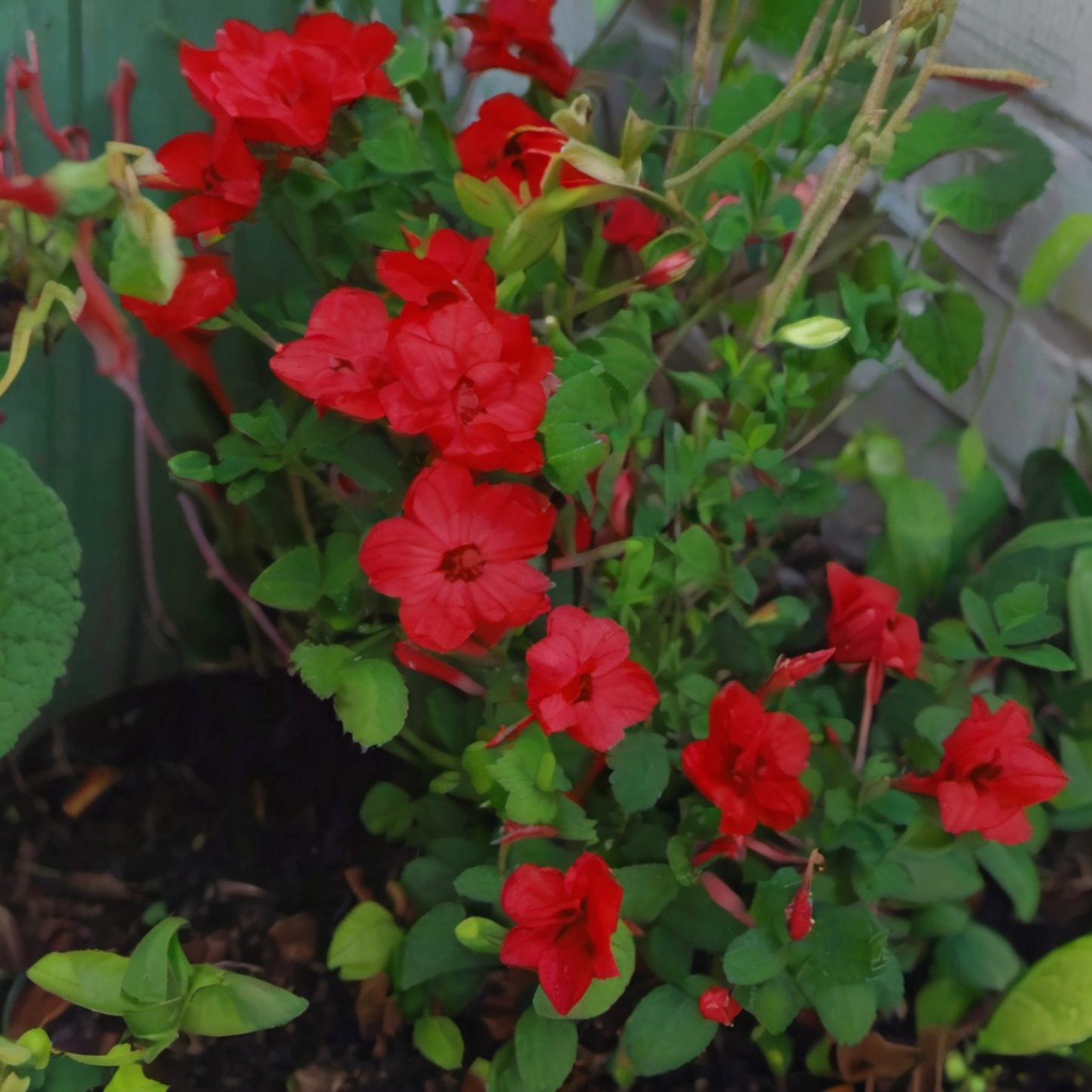 Red four O'clock flowers in the garden Rouge quatre fleurs de l'heure dans le jardin